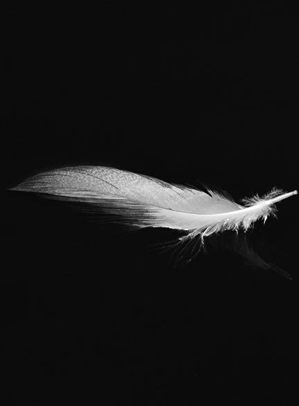 Inspiration Image for the Feather Collection
